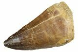 Fossil Mosasaur (Thalassotitan) Tooth - Morocco #353249-1